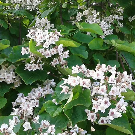 Bed & Breakfast Lo Stazzo 3*